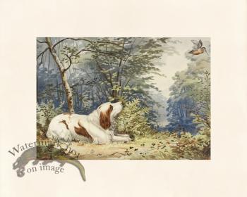 Pope Dog 07 Clumber Spaniel